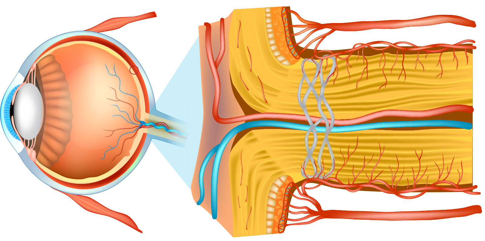 Neuro Ophtalmologie - nerf optique